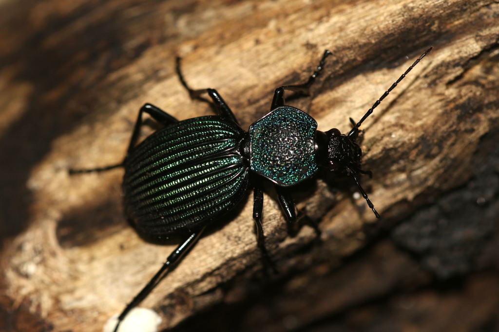 Tefflus viridanus