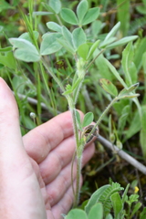Trifolium hirtum