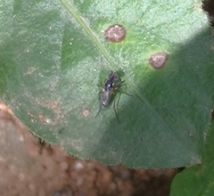 Tanypezidae