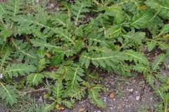 Platycarpha glomerata