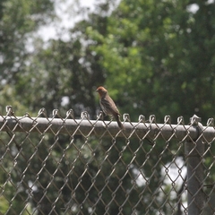 Haemorhous mexicanus