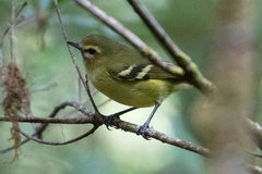 Vireo carmioli