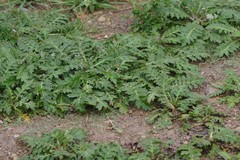 Platycarpha glomerata