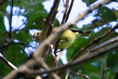 Vireo carmioli
