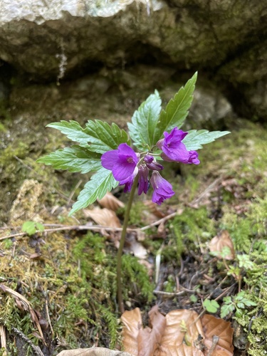 zubačka žliazkatá (Cardamine glanduligera)