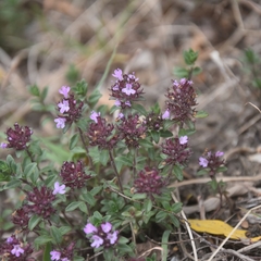 Thymus linearis
