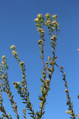 Lasiosiphon calocephalus