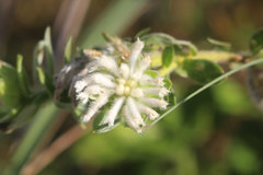 Lasiosiphon calocephalus