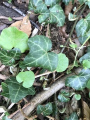 Hedera