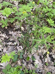 Ranunculus cassubicus