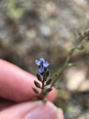 Myosotis stricta