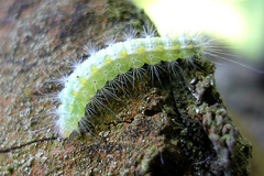 Lepidoptera