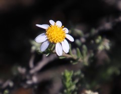 Phymaspermum