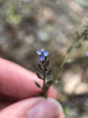 Myosotis stricta