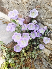 Campanula tomentosa