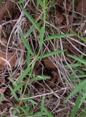 Chascanum