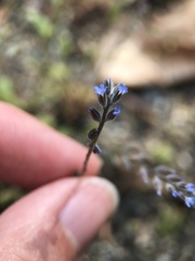 Myosotis stricta