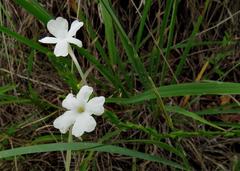 Chascanum