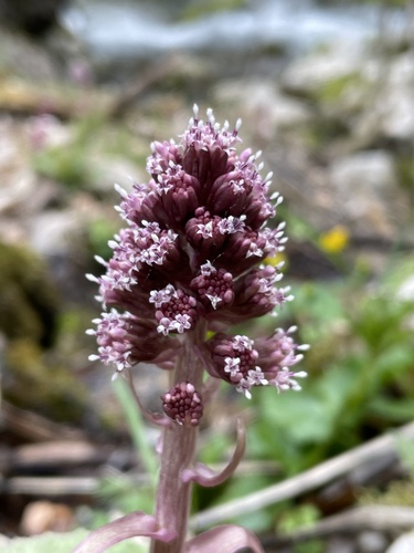 Obični lopuh (Petasites hybridus)