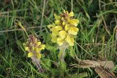 Pedicularis schizocalyx