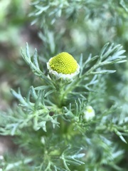Matricaria discoidea