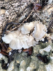 Hohenbuehelia petaloides