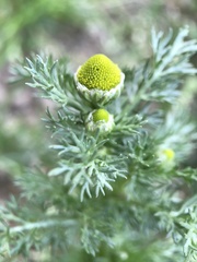 Matricaria discoidea