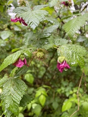 Rubus spectabilis