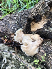 Hohenbuehelia petaloides