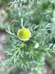 Matricaria discoidea