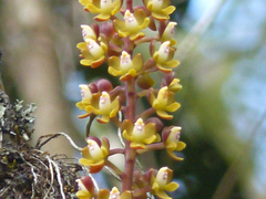 Epidendrum microtum
