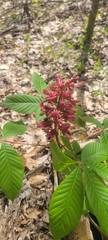 Aesculus × carnea