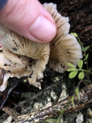 Hohenbuehelia petaloides