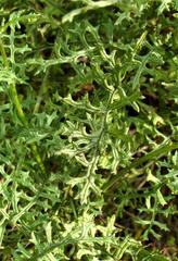 Senecio rhyncholaenus image