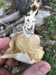 Hohenbuehelia petaloides