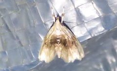 Lipocosma sicalis
