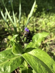 Centaurea montana