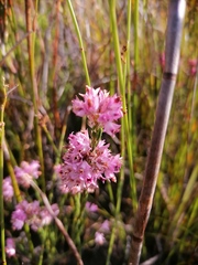 Lamprotis