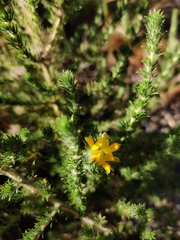 Aspalathus chenopoda