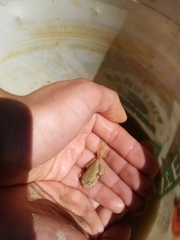 Gastrotheca marsupiata