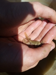 Gastrotheca marsupiata