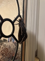 Abantiades atripalpis