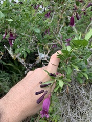 Jacaranda jasminoides