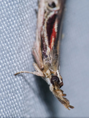 Pseudodavara haemaphoralis