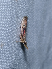 Pseudodavara haemaphoralis