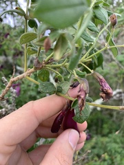Jacaranda jasminoides