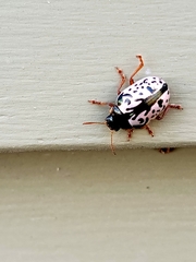 Calligrapha multipunctata