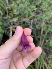 Jacaranda jasminoides