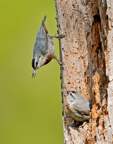Krüper's Nuthatch, photo 6 of 8