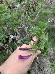 Jacaranda jasminoides